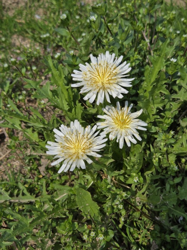 67ac53a9fa187ea2b43cccfe6ff54bb8_1745224575_81.jpg